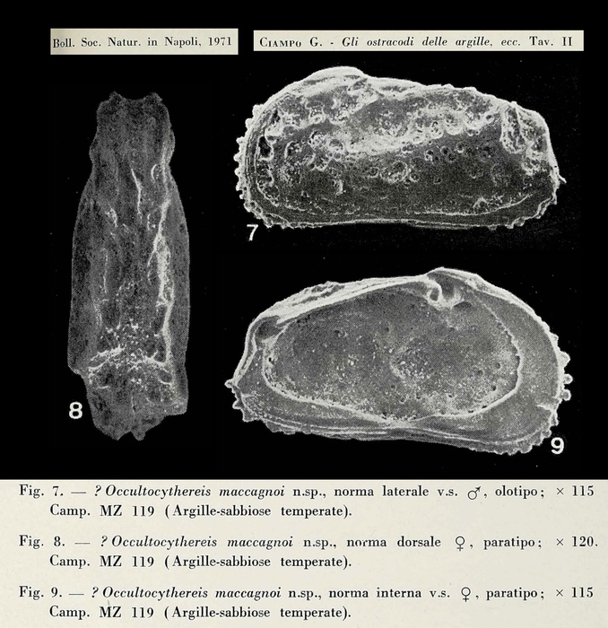 Occultocythereis maccagnoi Ciampo, 1972 from the original description