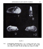 Occultocythereis delumbata Howe, 1951 from the original description