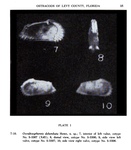 Occultocythereis delumbata Howe, 1951 from the original description