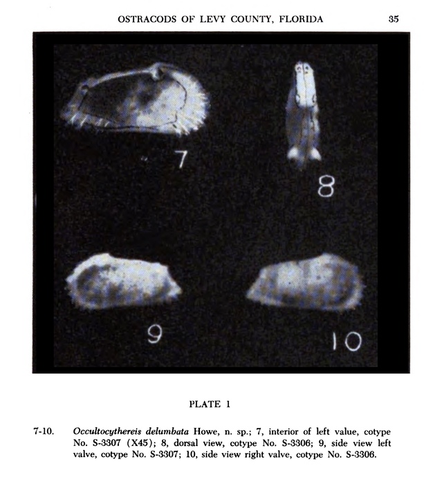 Occultocythereis delumbata Howe, 1951 from the original description