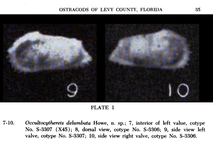 Occultocythereis delumbata Howe, 1951 from the original description