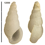 Holotype of Zebinella anenkio Faber & Raines, 2026