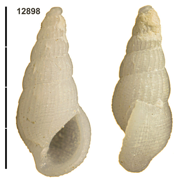 Holotype of Zebinella anenkio Faber &amp; Raines, 2026