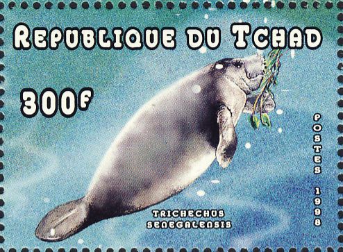 Trichechus senegalensis Trichechus senegalensis