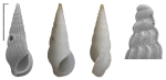 Zebinella gorii Faber & Landau, 2026 Holotype