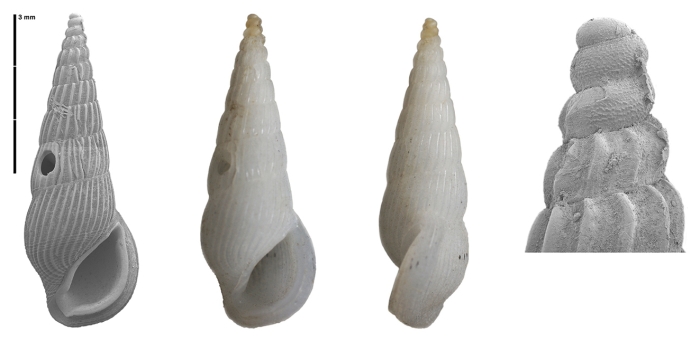 Zebinella gorii Faber &amp; Landau, 2026 Holotype