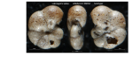 Saunders' figured hypotypes from the Ortoire River, on the eastern coast of Trinidad, commons in all inshore brackish-water areas of TriTrochamminita salsa (Cushman and Brönnimann, 1948) emend. Saunders, 1957 