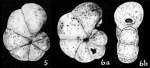 Labrospira salsa Cushman & Brönniman, 1948