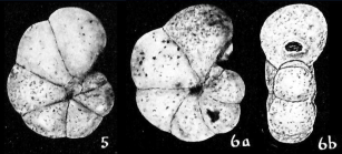 Labrospira salsa Cushman & Brönniman, 1948