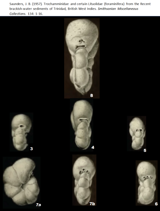Trochamminita salsa (Cushman &amp; Brönnimann, 1948) emend. Saunders, 1957