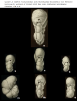 Trochamminita salsa (Cushman & Brönnimann, 1948) emend. Saunders, 1957