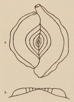 Spiroloculina krumbachi Wiesner, 1911