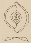 Spiroloculina krumbachi Wiesner, 1911