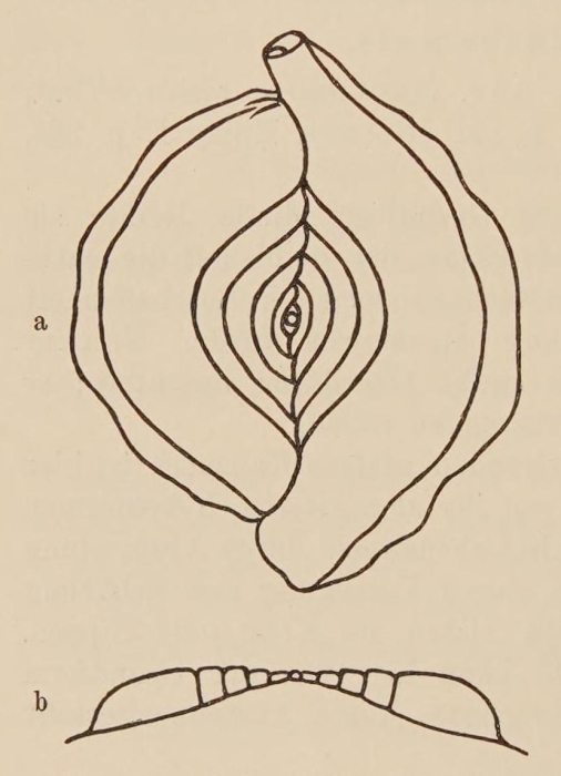 Spiroloculina krumbachi Wiesner, 1911