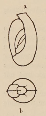 Miliolina milletti var. carinata Wiesner, 1912