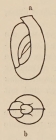 Miliolina milletti var. carinata Wiesner, 1912