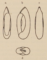 Miliolina compressa Wiesner, 1912