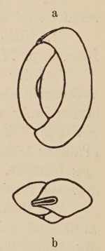 Miliolina seminulum var. angusteoralis Wiesner, 1912