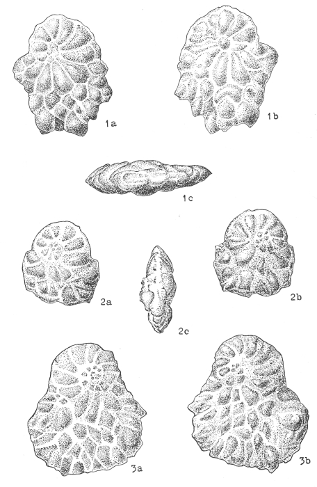 Miogypsina (Miogypsinella) bermudezi Drooger, 1951