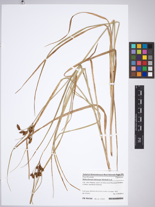 Bolboschoenus laticarpus, Slovakia, PR 904366