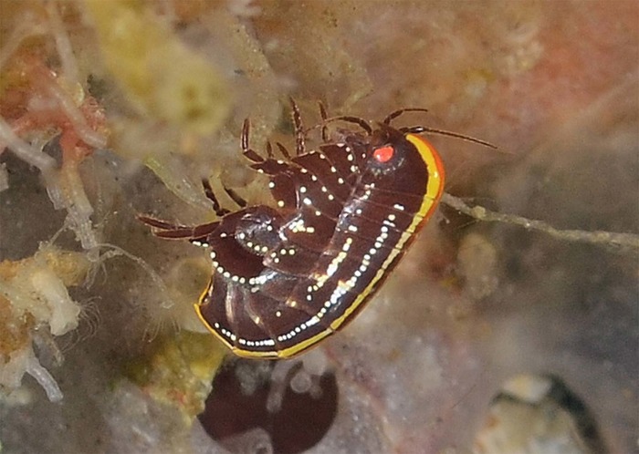 Iphimedia declivis
