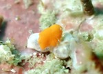 Iphimedia macrops
