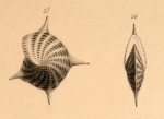 Polystomella regina d'Orbigny, 1846