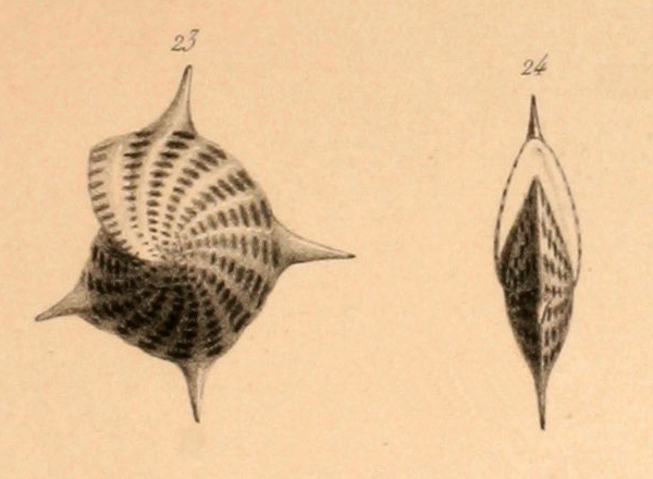 Polystomella regina d'Orbigny, 1846