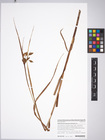 Bolboschoenus laticarpus, Slovakia, PR 947152