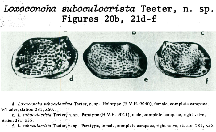Loxoconcha suboculocrista Teeter, 1975 from the original description