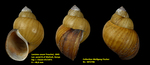 Lanistes ovum Troschel, 1845