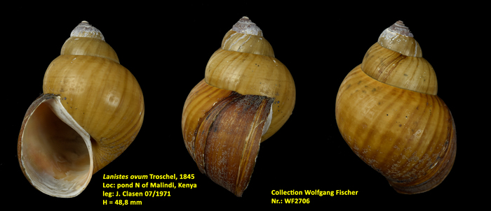 Lanistes ovum Troschel, 1845