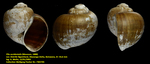 Pila occidentalis (Mousson, 1888)