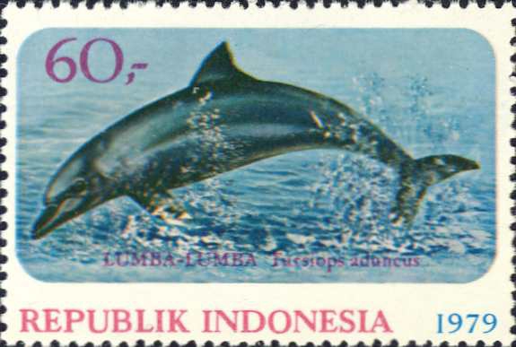 Tursiops aduncus