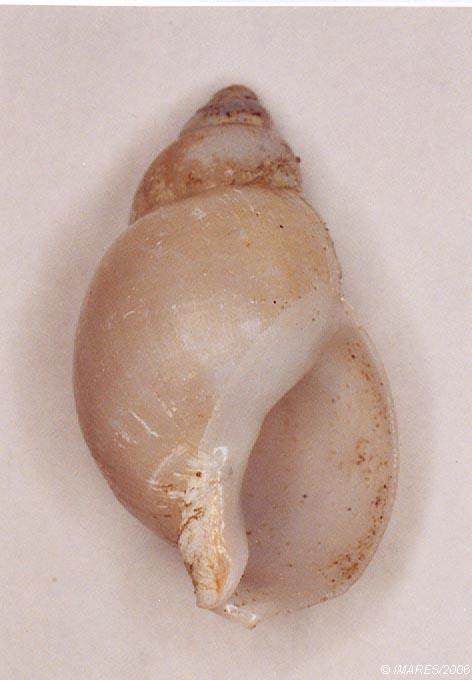 Liomesus ovum (Turton, 1825) 