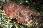 Parribacus holthuisi