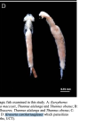 Kroyeria carchariaeglauci