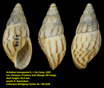 Achatina transparens S. I. Da Costa, 1907