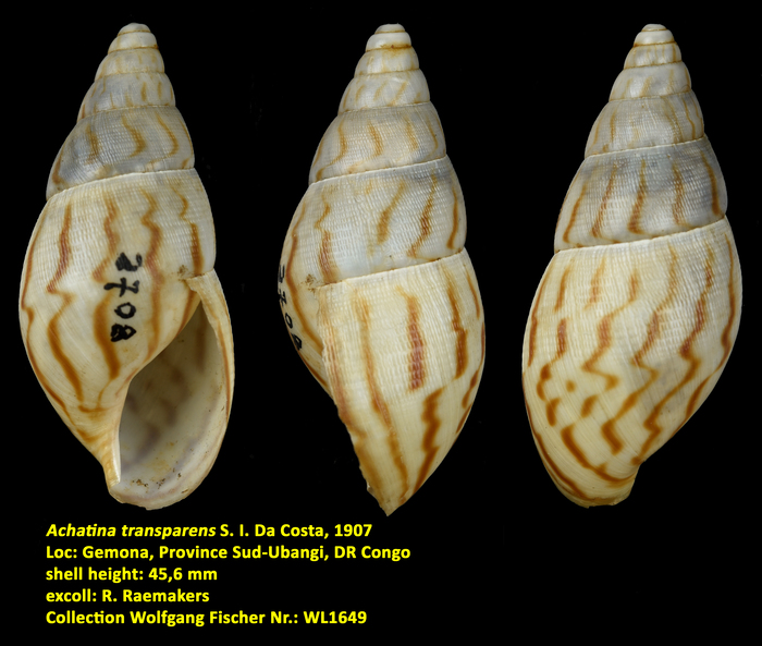 Achatina transparens S. I. Da Costa, 1907