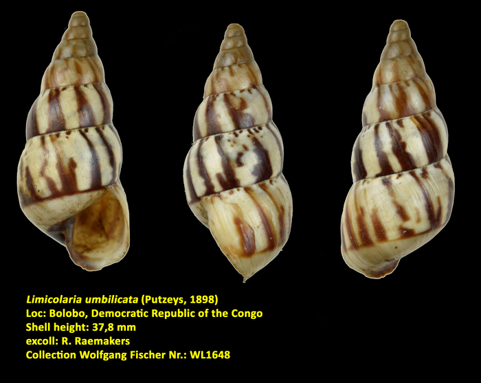 Limicolaria umbilicata (Putzeys, 1898)