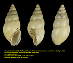 Limicolaria flammulata (L. Pfeiffer, 1847)
