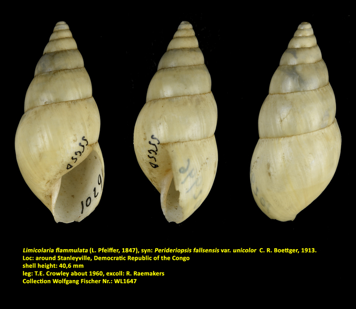 Limicolaria flammulata (L. Pfeiffer, 1847)