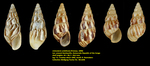 Limicolaria flammulata (L. Pfeiffer, 1847)