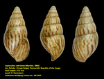 Leptocalina zebriolata (Morelet, 1866)