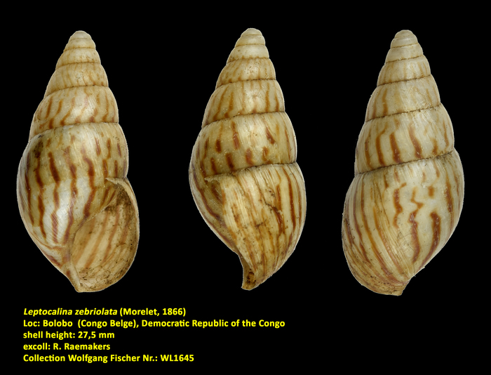 Leptocalina zebriolata (Morelet, 1866)