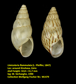 Limicolaria flammulata (L. Pfeiffer, 1847)