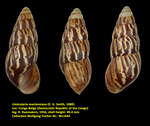 Limicolaria martensiana (E. A. Smith, 1880)