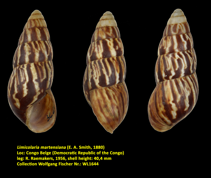Limicolaria martensiana (E. A. Smith, 1880)
