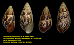 Limicolaria martensiana (E. A. Smith, 1880)