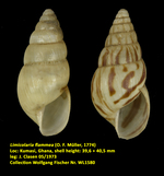 Limicolaria flammea (O. F. Müller, 1774)
